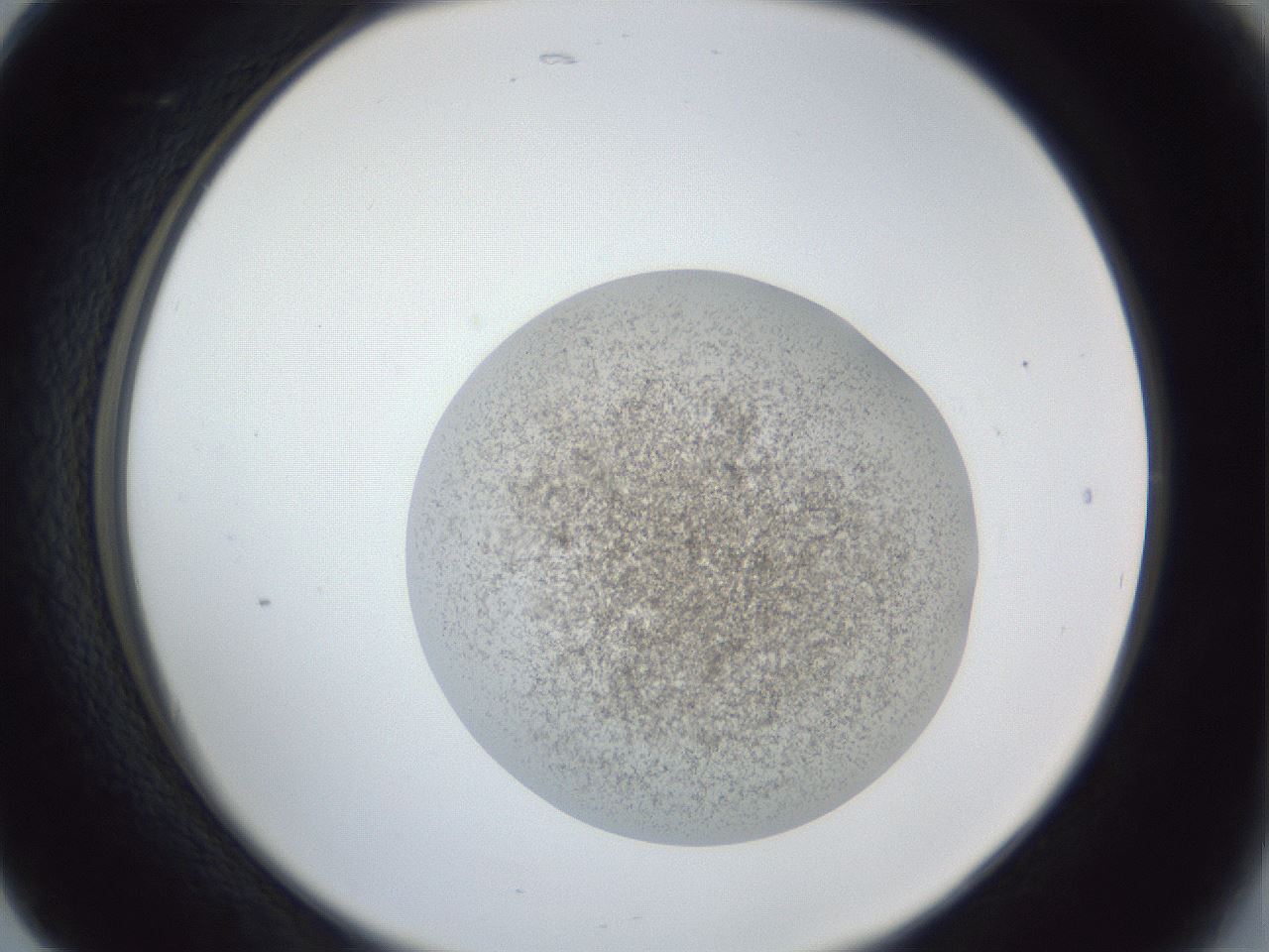 folderID252_plateID1252_batchID3920_wellNum17_profileID1_d2_r72495_ef.jpg