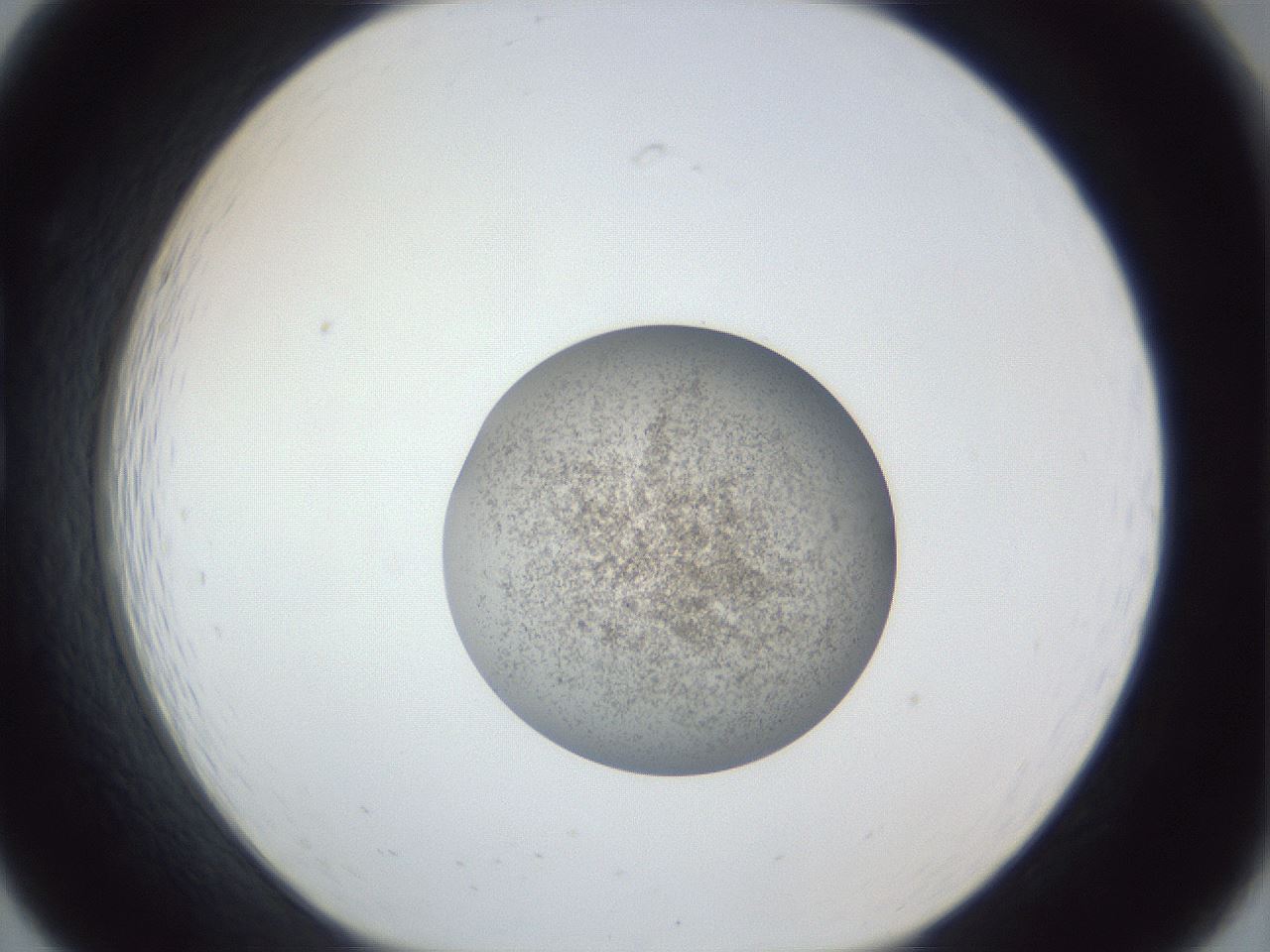 folderID252_plateID1252_batchID3920_wellNum19_profileID1_d1_r72498_ef.jpg