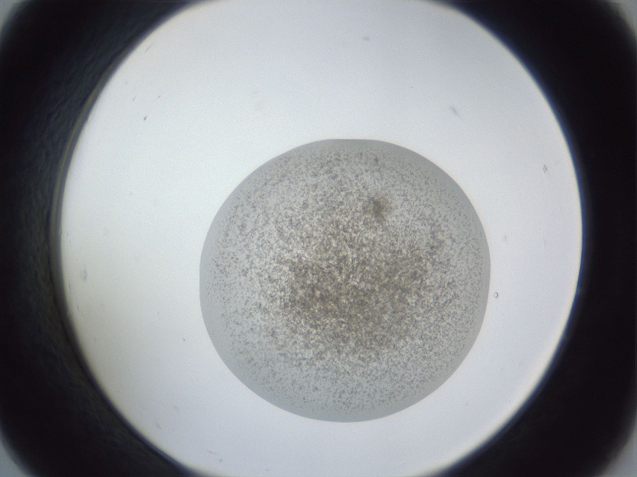 folderID252_plateID1252_batchID3920_wellNum19_profileID1_d2_r72499_ef.jpg
