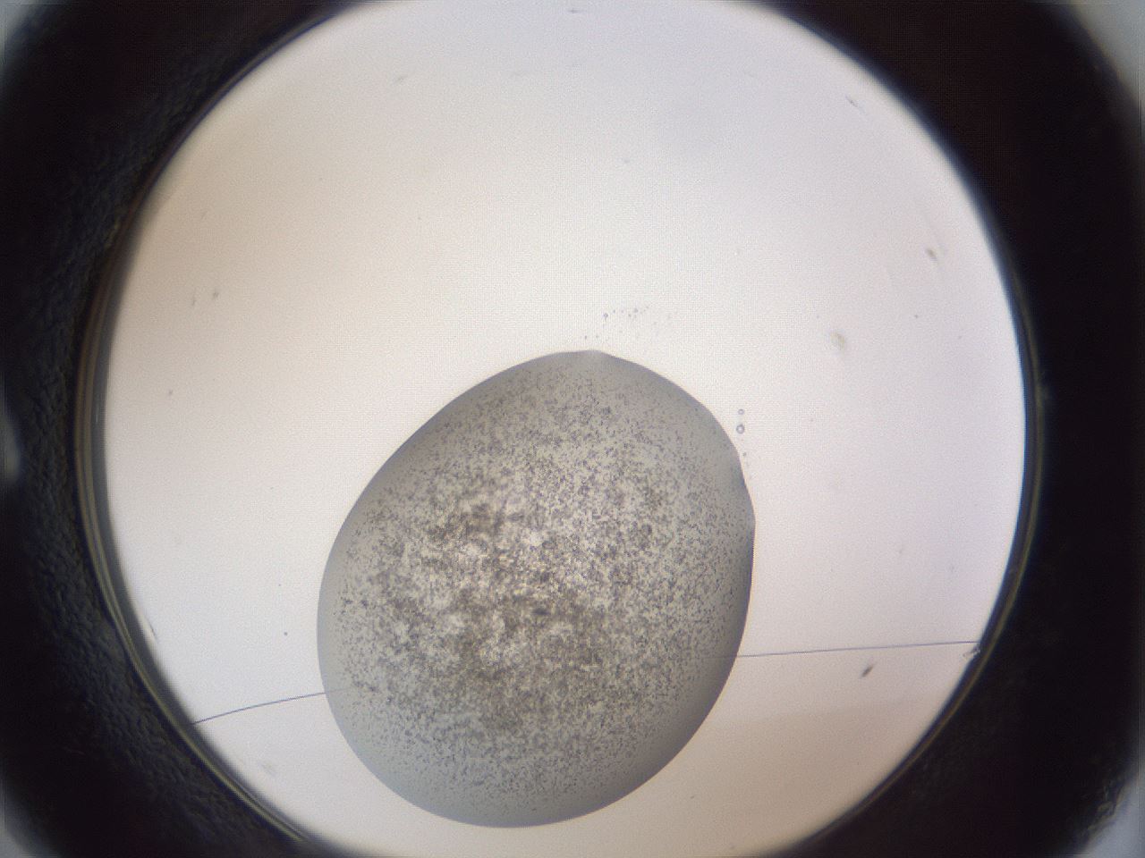 folderID252_plateID1252_batchID3920_wellNum1_profileID1_d1_r72462_ef.jpg