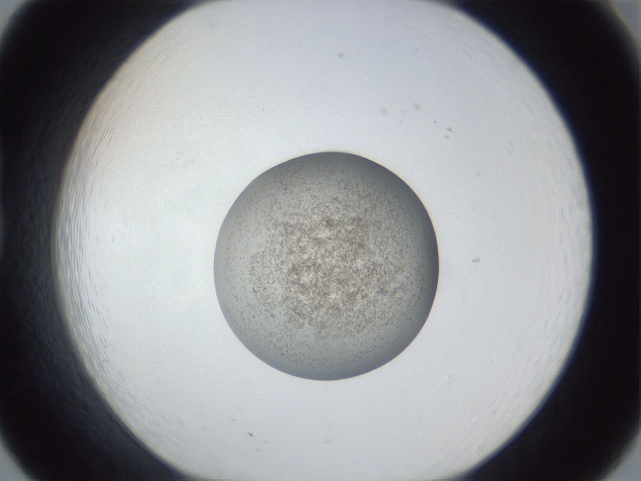 folderID252_plateID1252_batchID3920_wellNum20_profileID1_d1_r72500_ef.jpg