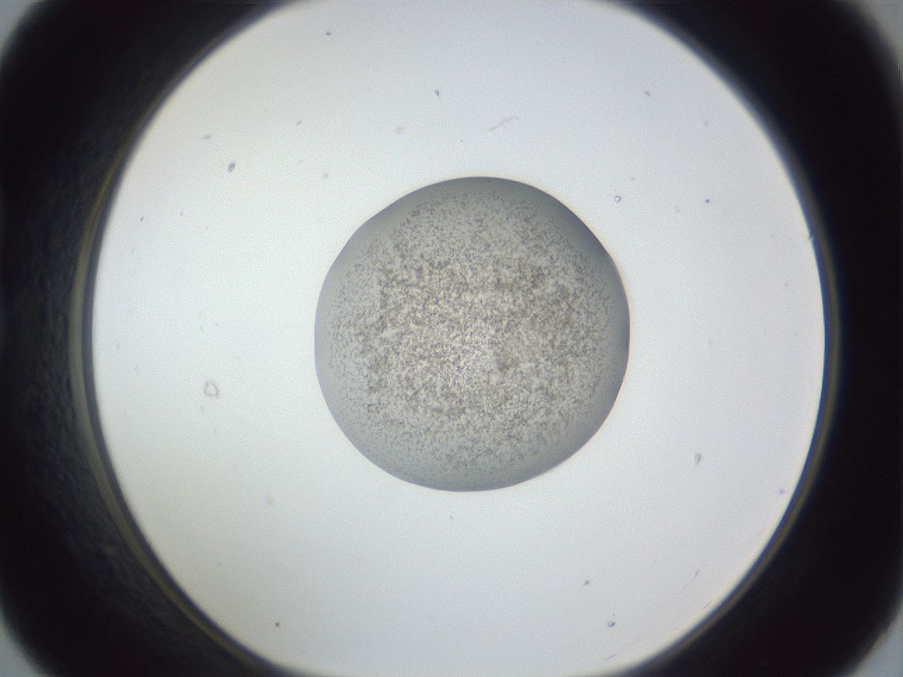 folderID252_plateID1252_batchID3920_wellNum21_profileID1_d1_r72502_ef.jpg