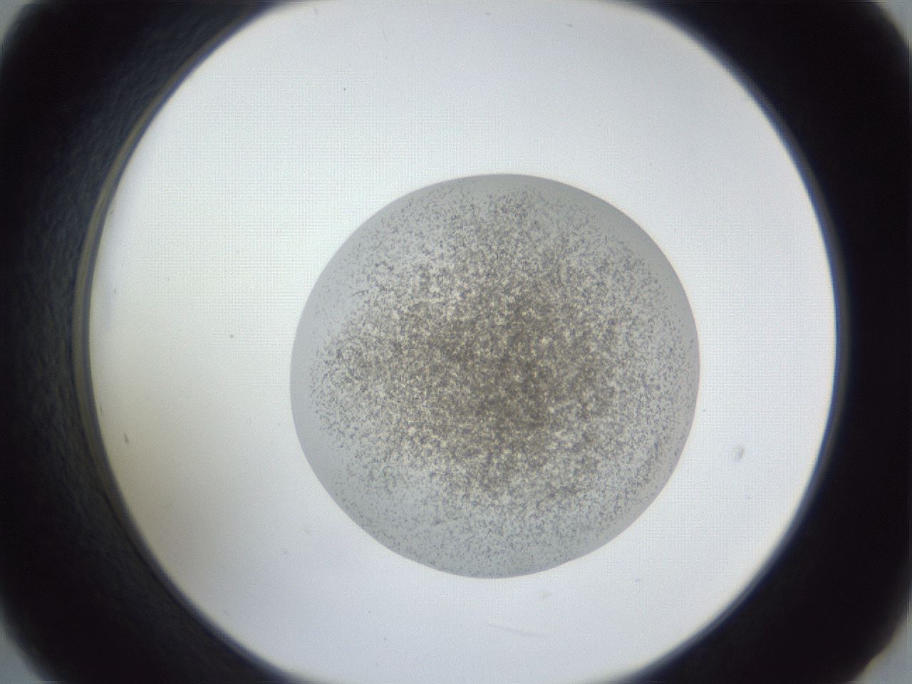folderID252_plateID1252_batchID3920_wellNum21_profileID1_d2_r72503_ef.jpg
