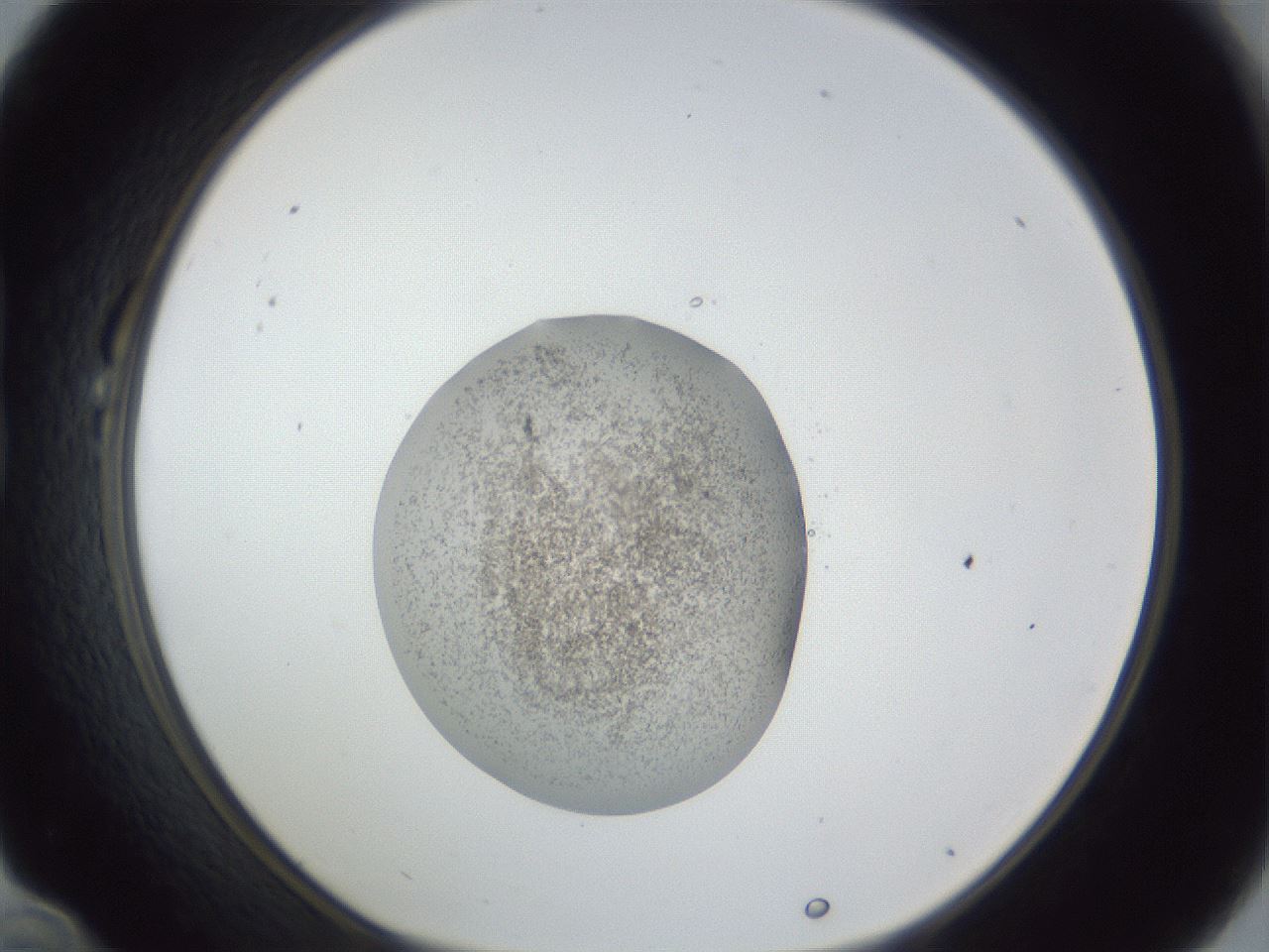 folderID252_plateID1252_batchID3920_wellNum22_profileID1_d1_r72504_ef.jpg