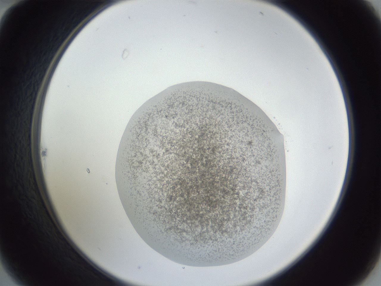 folderID252_plateID1252_batchID3920_wellNum22_profileID1_d2_r72505_ef.jpg
