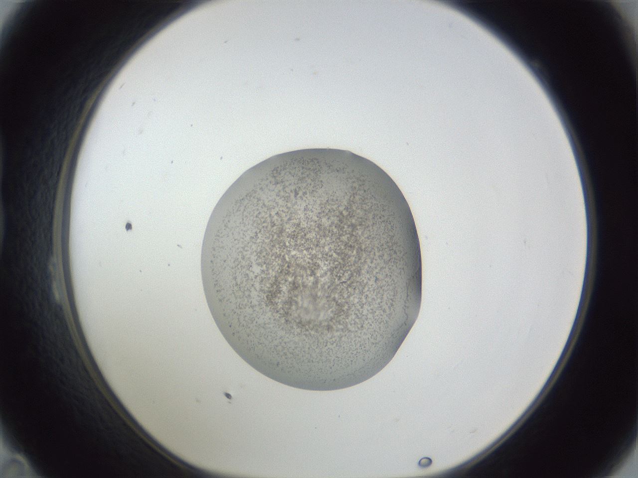folderID252_plateID1252_batchID3920_wellNum23_profileID1_d1_r72506_ef.jpg