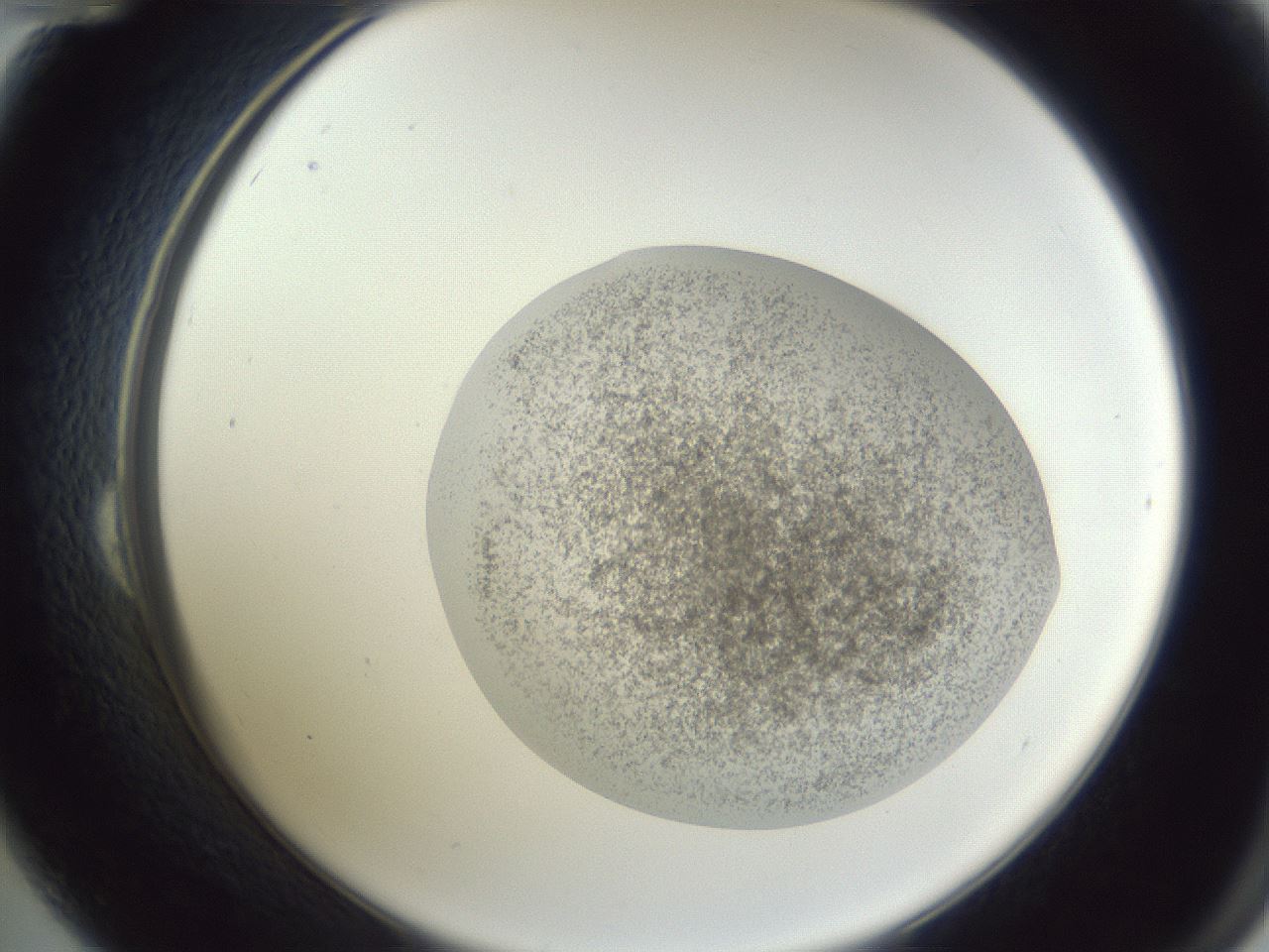 folderID252_plateID1252_batchID3920_wellNum24_profileID1_d2_r72509_ef.jpg