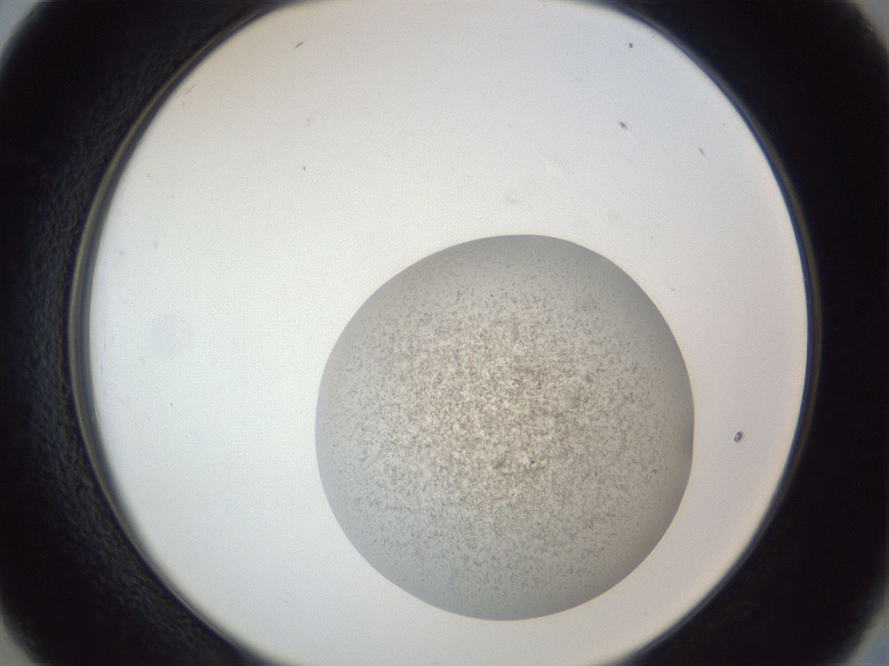 folderID252_plateID1252_batchID3920_wellNum26_profileID1_d2_r72513_ef.jpg