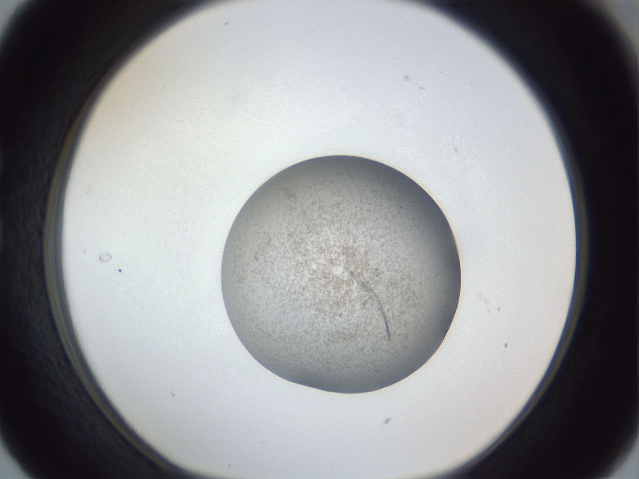 folderID252_plateID1252_batchID3920_wellNum29_profileID1_d1_r72518_ef.jpg