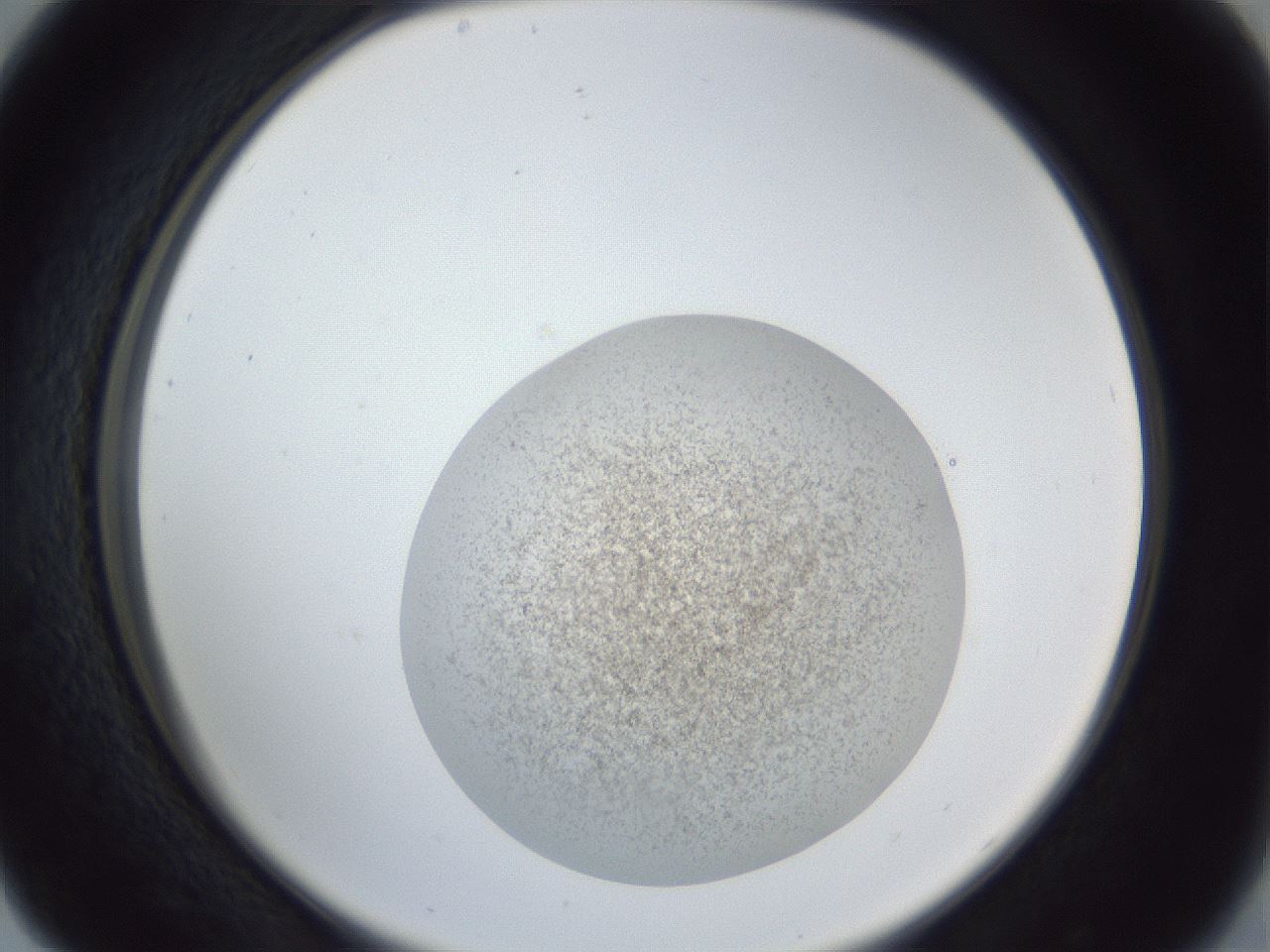 folderID252_plateID1252_batchID3920_wellNum29_profileID1_d2_r72519_ef.jpg