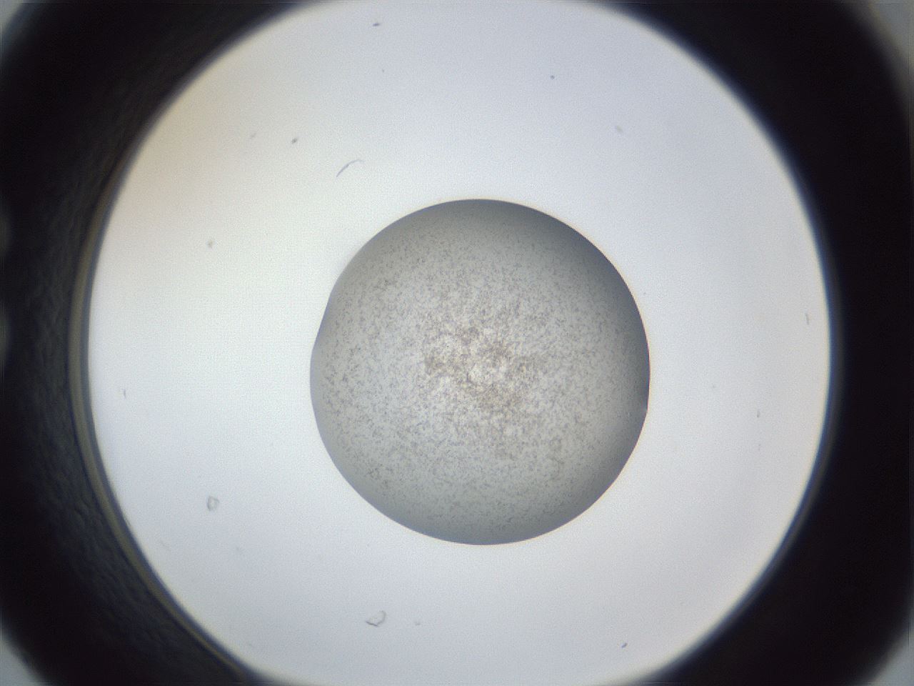 folderID252_plateID1252_batchID3920_wellNum30_profileID1_d1_r72520_ef.jpg