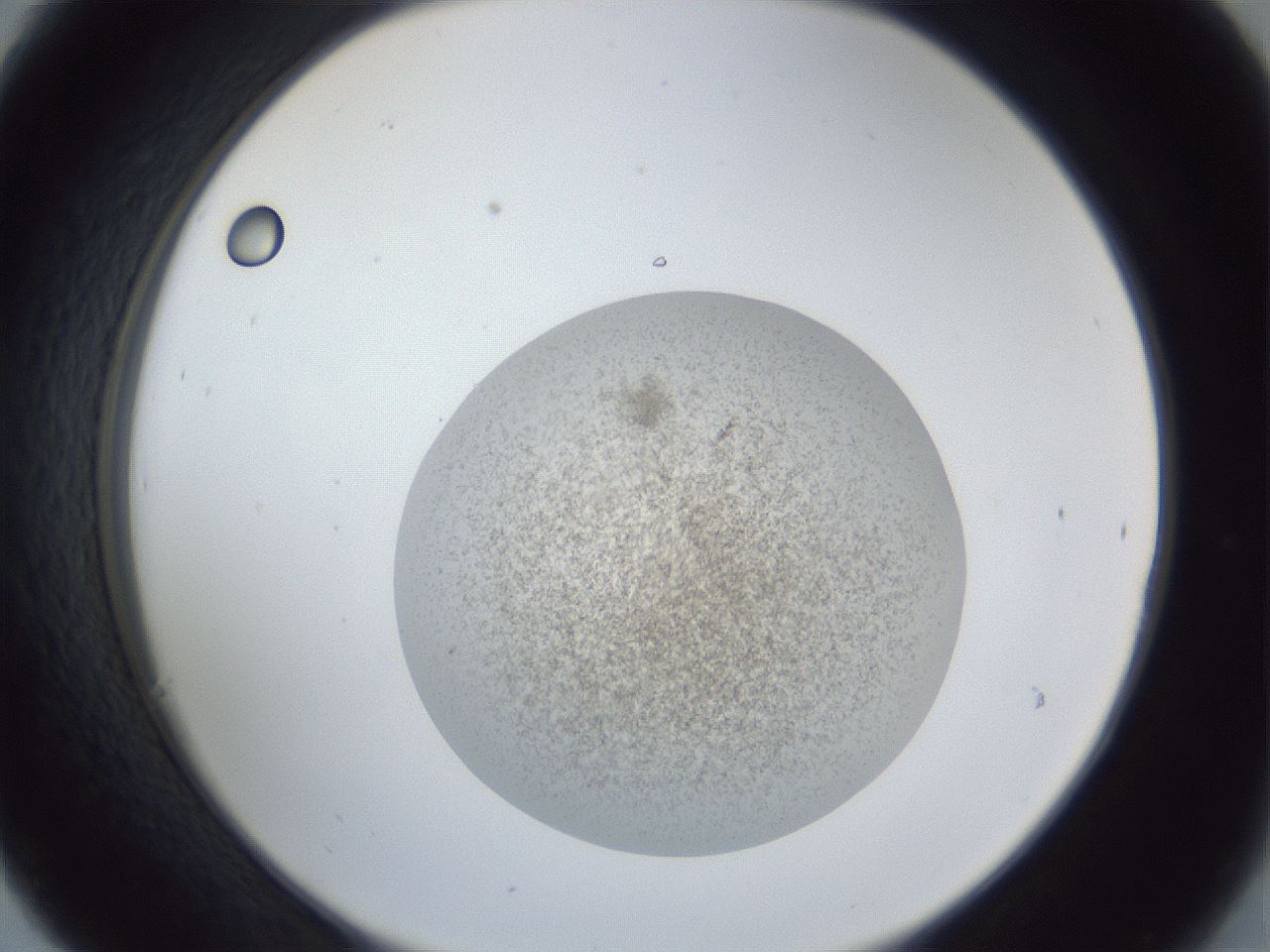 folderID252_plateID1252_batchID3920_wellNum30_profileID1_d2_r72521_ef.jpg