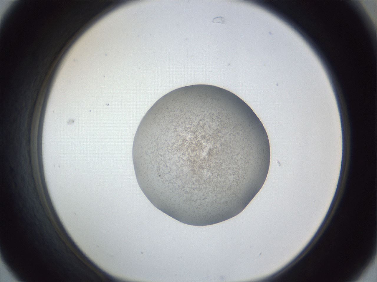 folderID252_plateID1252_batchID3920_wellNum31_profileID1_d1_r72522_ef.jpg