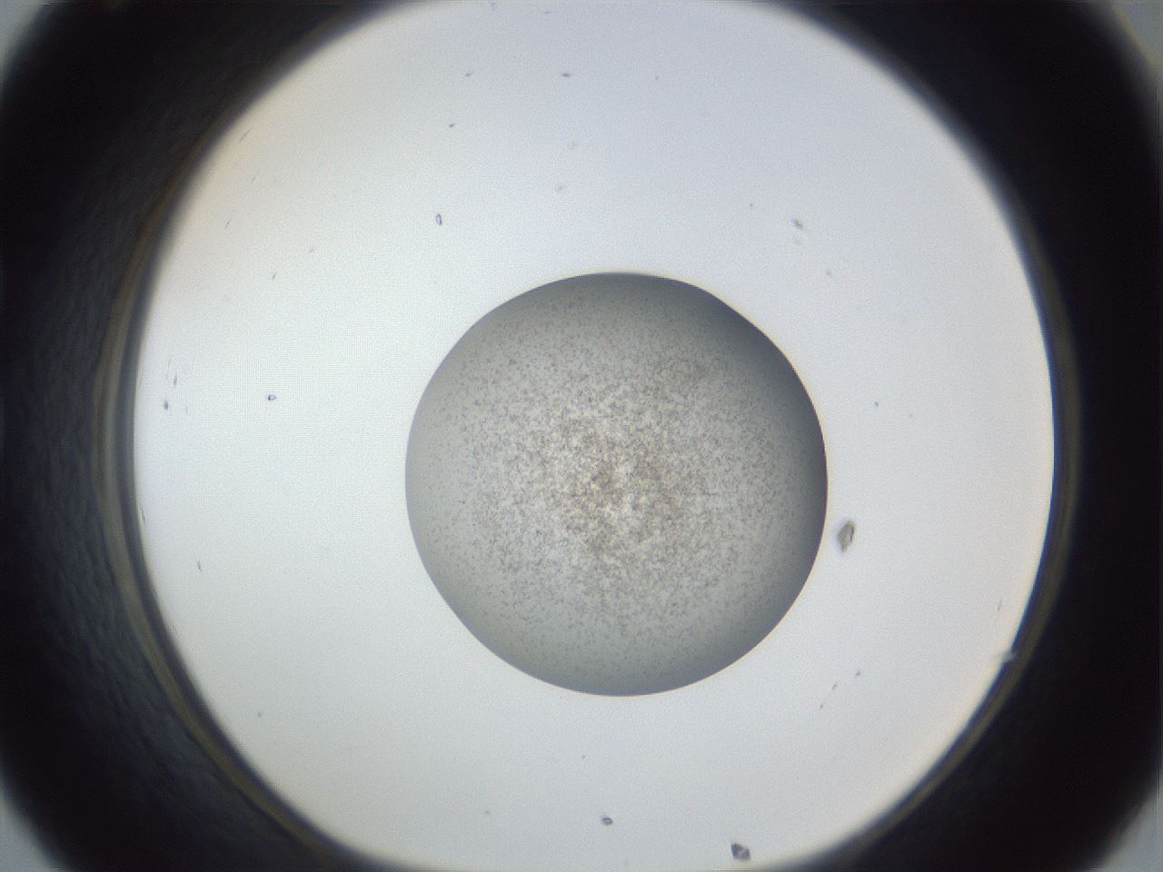folderID252_plateID1252_batchID3920_wellNum32_profileID1_d1_r72524_ef.jpg