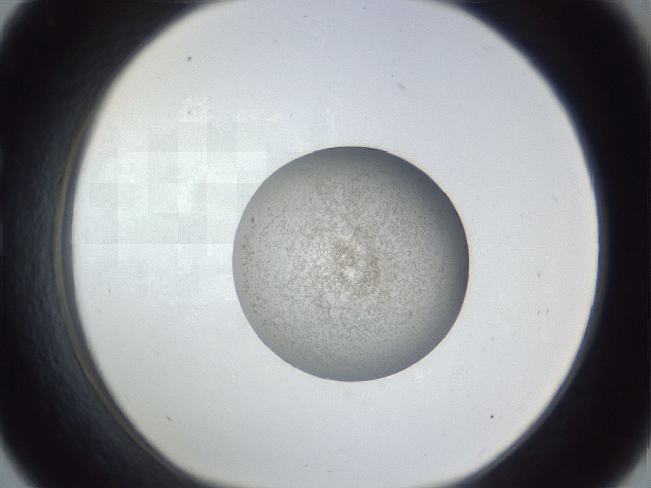 folderID252_plateID1252_batchID3920_wellNum33_profileID1_d1_r72526_ef.jpg