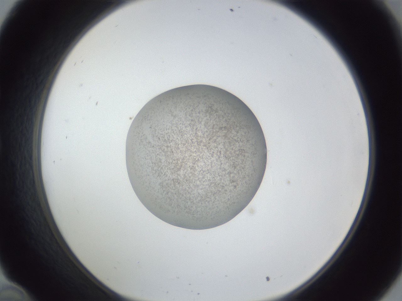 folderID252_plateID1252_batchID3920_wellNum34_profileID1_d1_r72528_ef.jpg