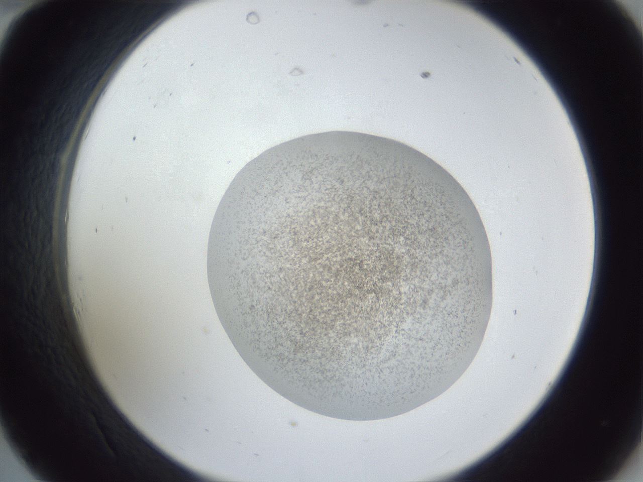 folderID252_plateID1252_batchID3920_wellNum34_profileID1_d2_r72529_ef.jpg