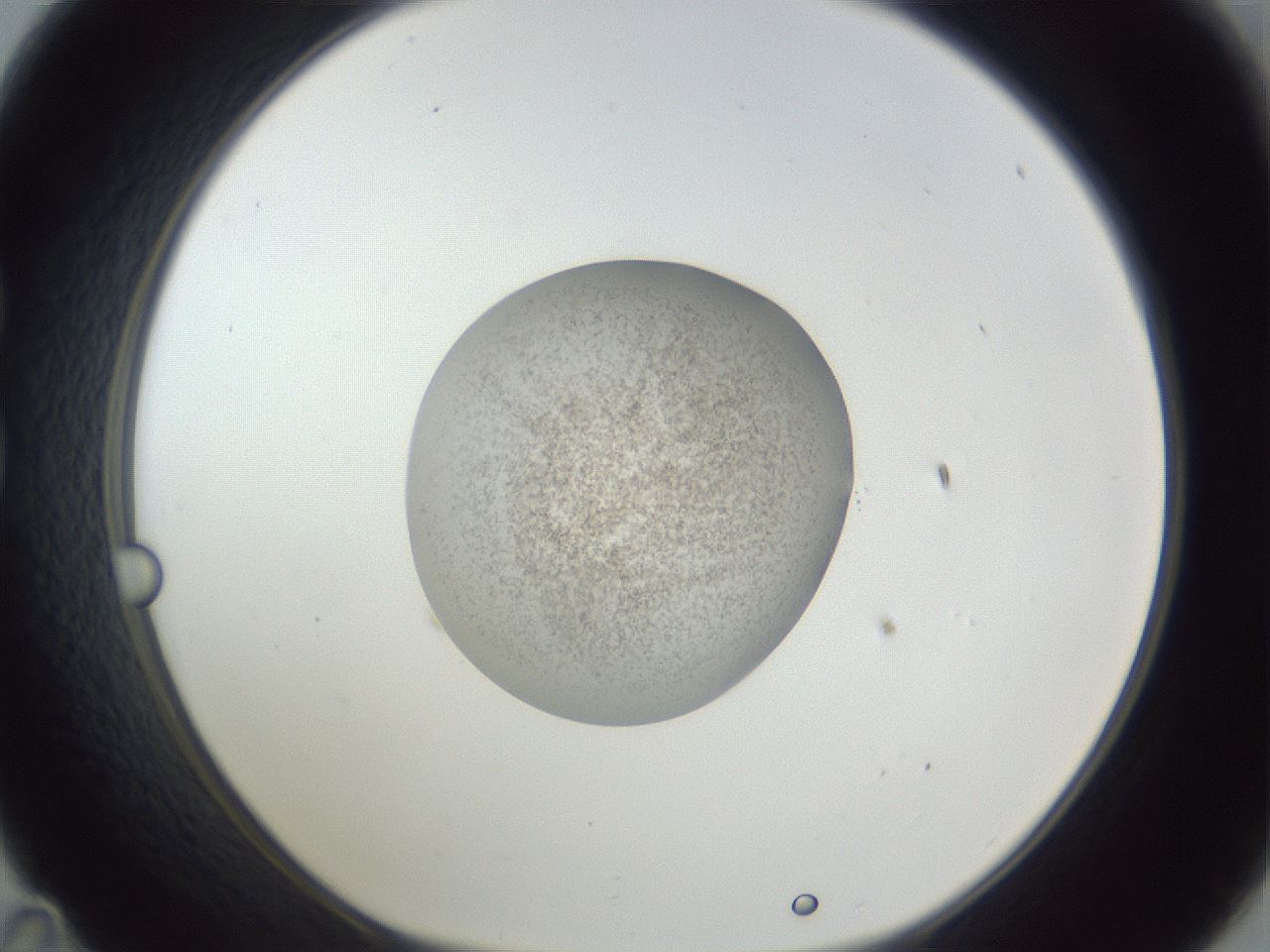 folderID252_plateID1252_batchID3920_wellNum35_profileID1_d1_r72530_ef.jpg