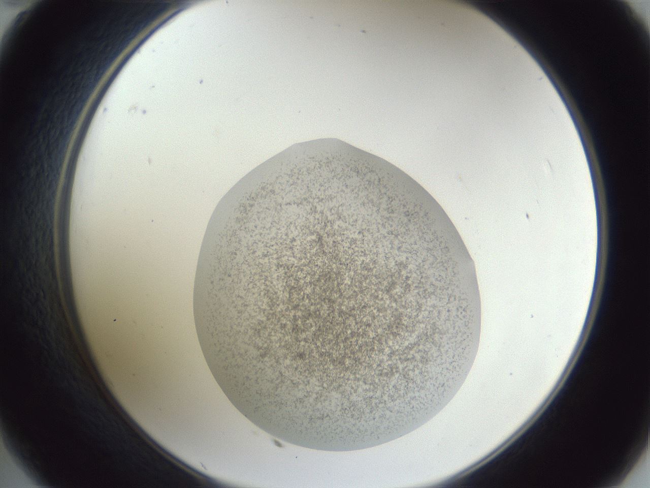 folderID252_plateID1252_batchID3920_wellNum35_profileID1_d2_r72531_ef.jpg