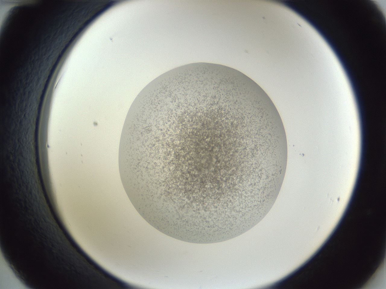 folderID252_plateID1252_batchID3920_wellNum36_profileID1_d2_r72533_ef.jpg