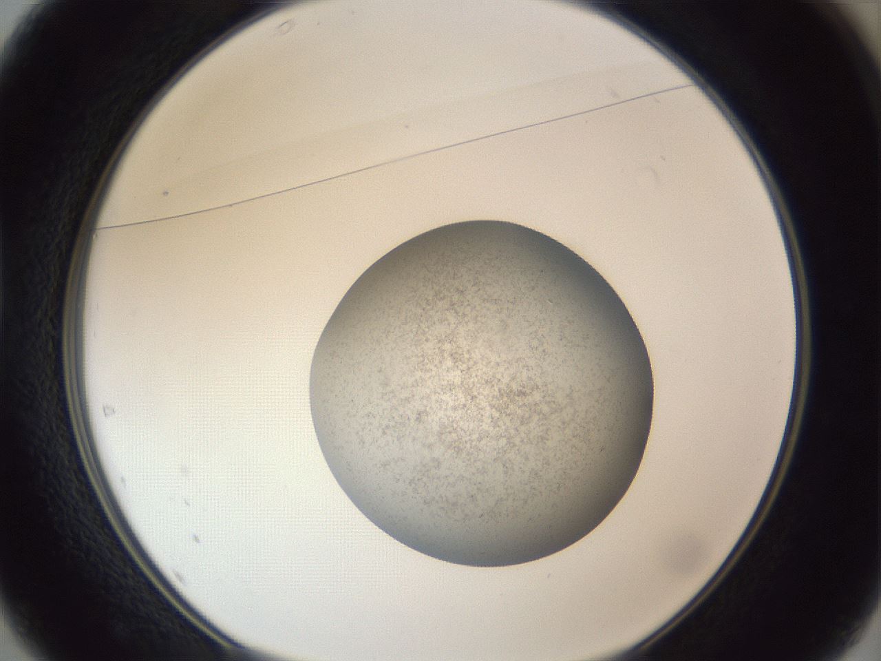 folderID252_plateID1252_batchID3920_wellNum37_profileID1_d1_r72534_ef.jpg