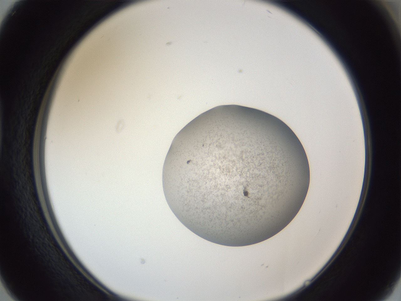 folderID252_plateID1252_batchID3920_wellNum38_profileID1_d1_r72536_ef.jpg