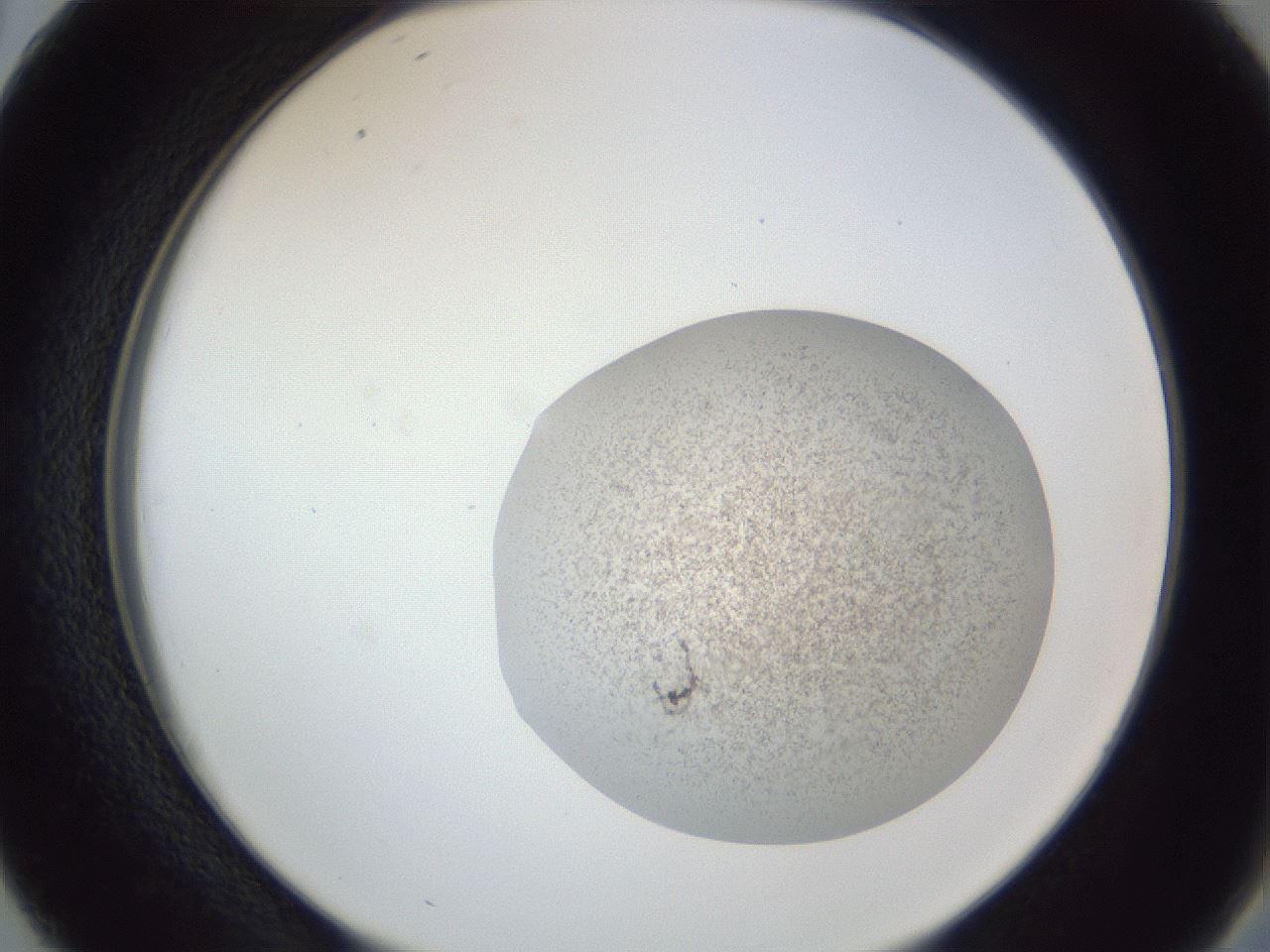 folderID252_plateID1252_batchID3920_wellNum38_profileID1_d2_r72537_ef.jpg