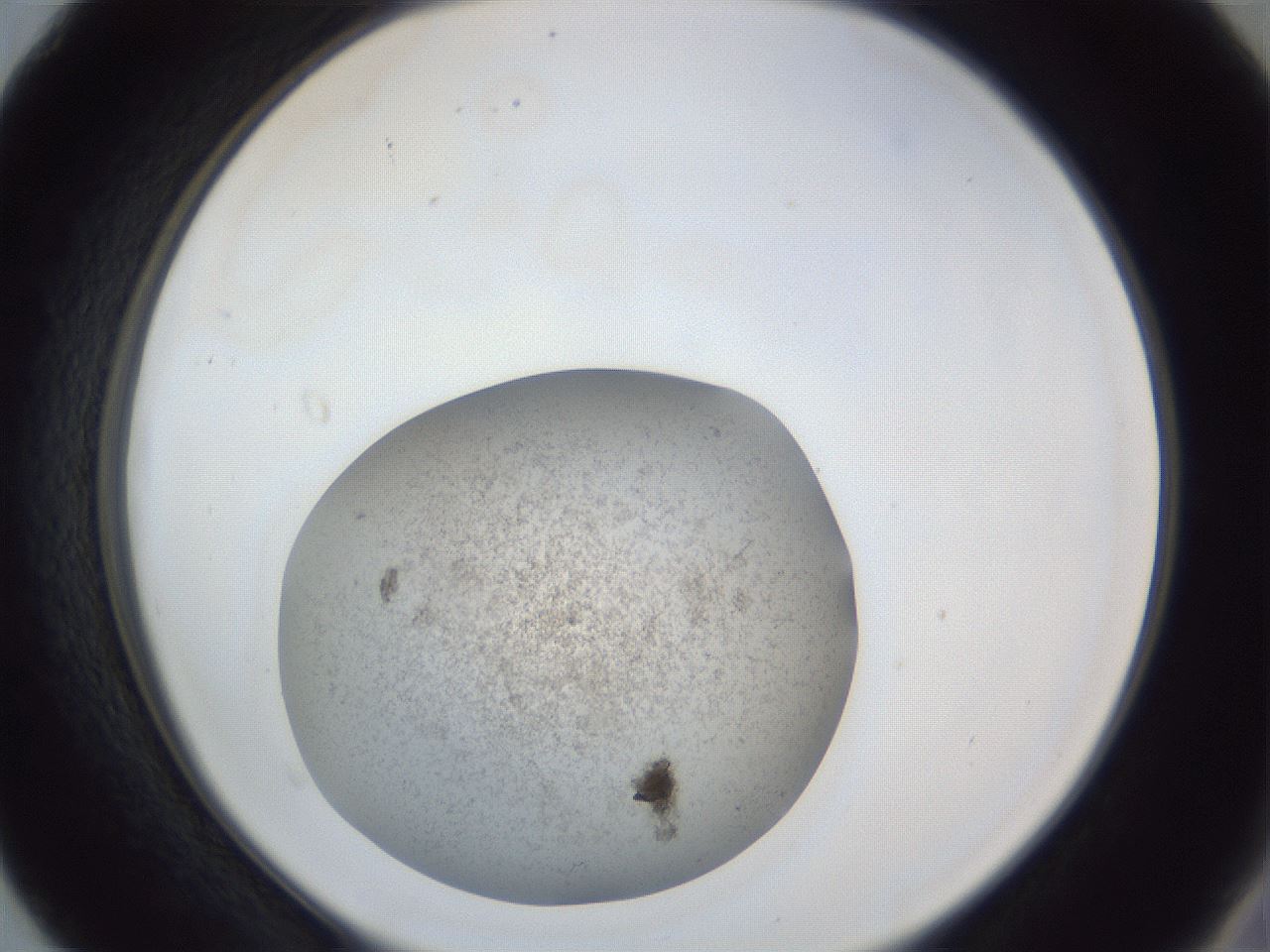 folderID252_plateID1252_batchID3920_wellNum40_profileID1_d2_r72541_ef.jpg