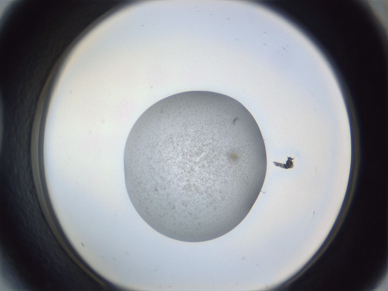 folderID252_plateID1252_batchID3920_wellNum41_profileID1_d1_r72542_ef.jpg