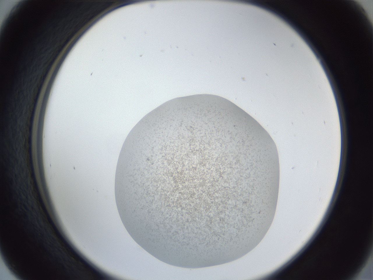 folderID252_plateID1252_batchID3920_wellNum41_profileID1_d2_r72543_ef.jpg