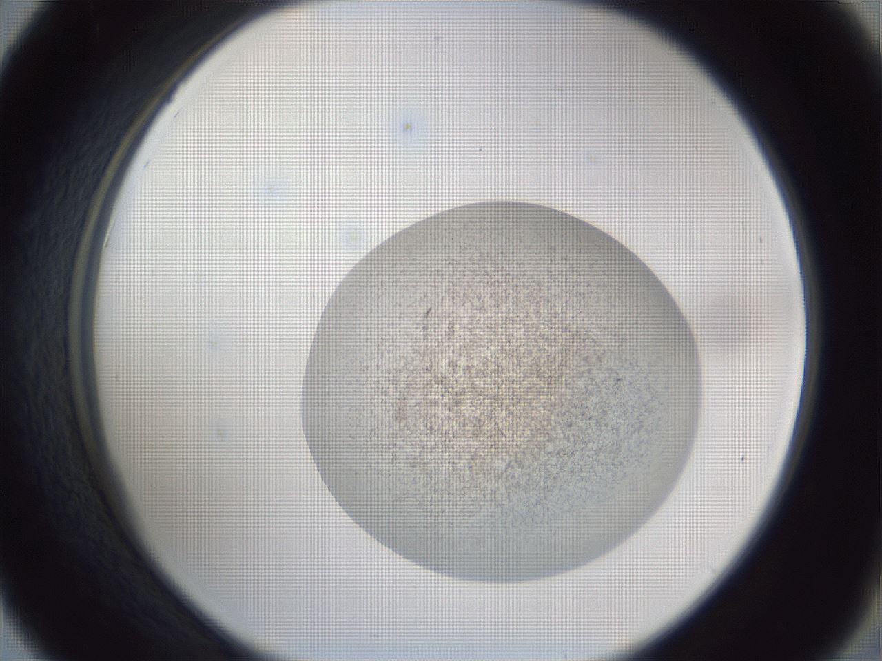 folderID252_plateID1252_batchID3920_wellNum42_profileID1_d2_r72545_ef.jpg