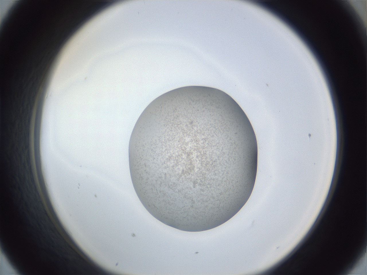 folderID252_plateID1252_batchID3920_wellNum43_profileID1_d1_r72546_ef.jpg