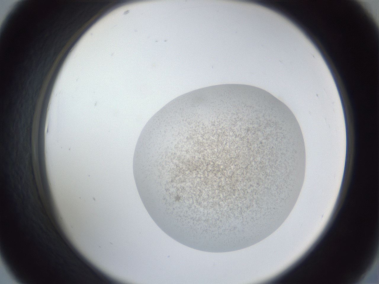 folderID252_plateID1252_batchID3920_wellNum43_profileID1_d2_r72547_ef.jpg
