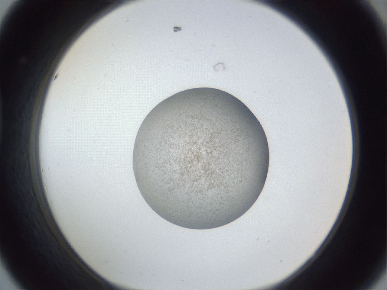 folderID252_plateID1252_batchID3920_wellNum44_profileID1_d1_r72548_ef.jpg