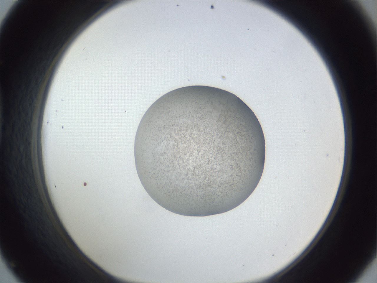 folderID252_plateID1252_batchID3920_wellNum45_profileID1_d1_r72550_ef.jpg