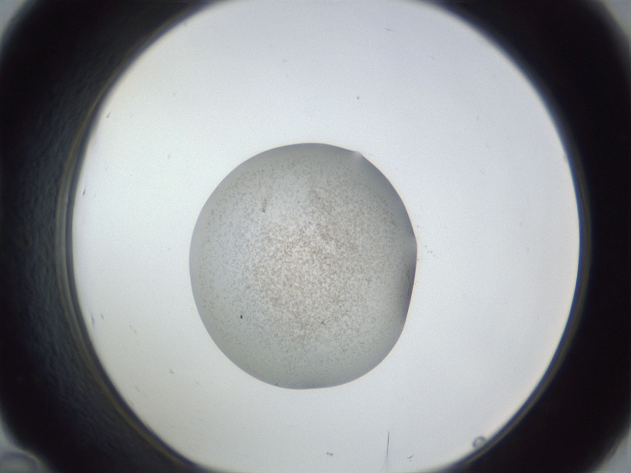 folderID252_plateID1252_batchID3920_wellNum46_profileID1_d1_r72552_ef.jpg