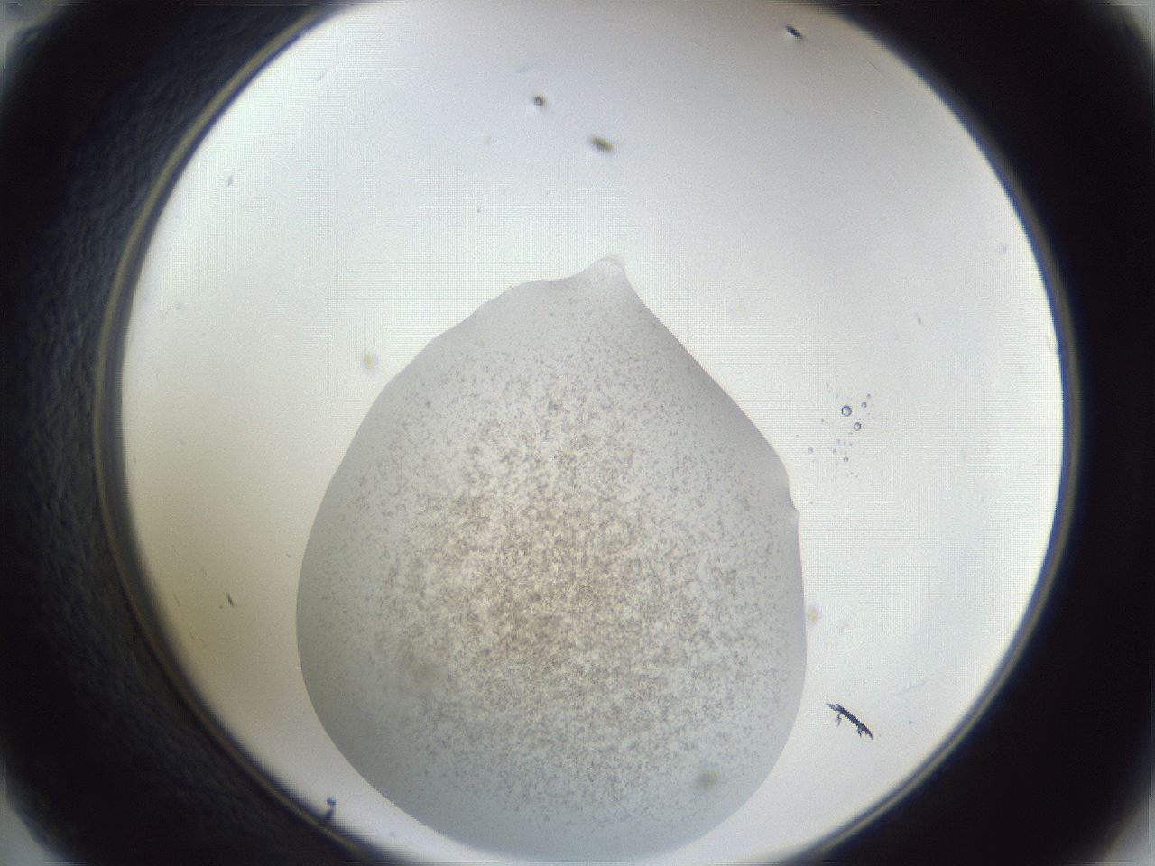 folderID252_plateID1252_batchID3920_wellNum47_profileID1_d2_r72555_ef.jpg
