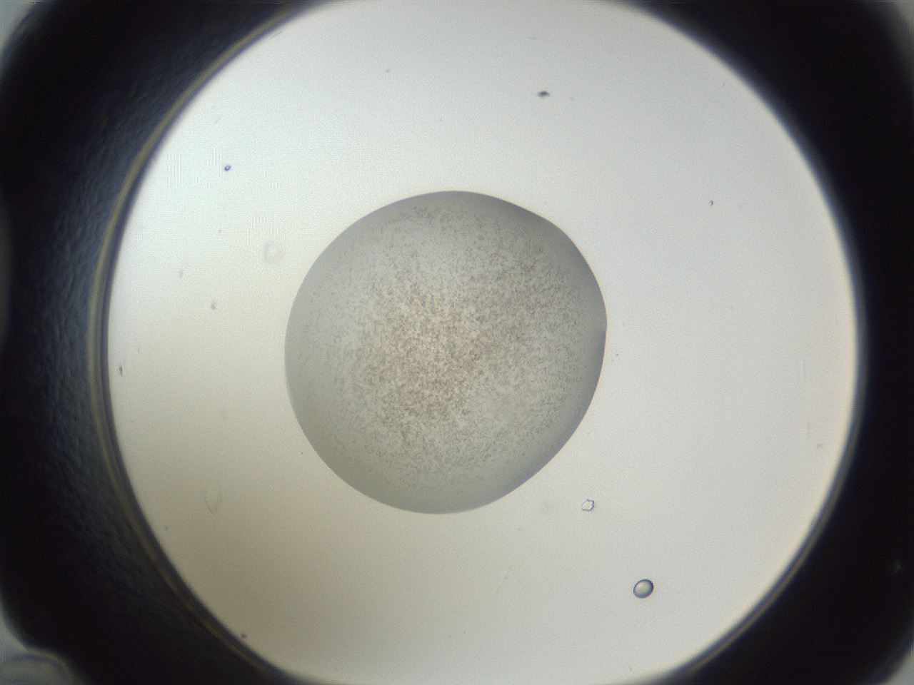 folderID252_plateID1252_batchID3920_wellNum48_profileID1_d1_r72556_ef.jpg