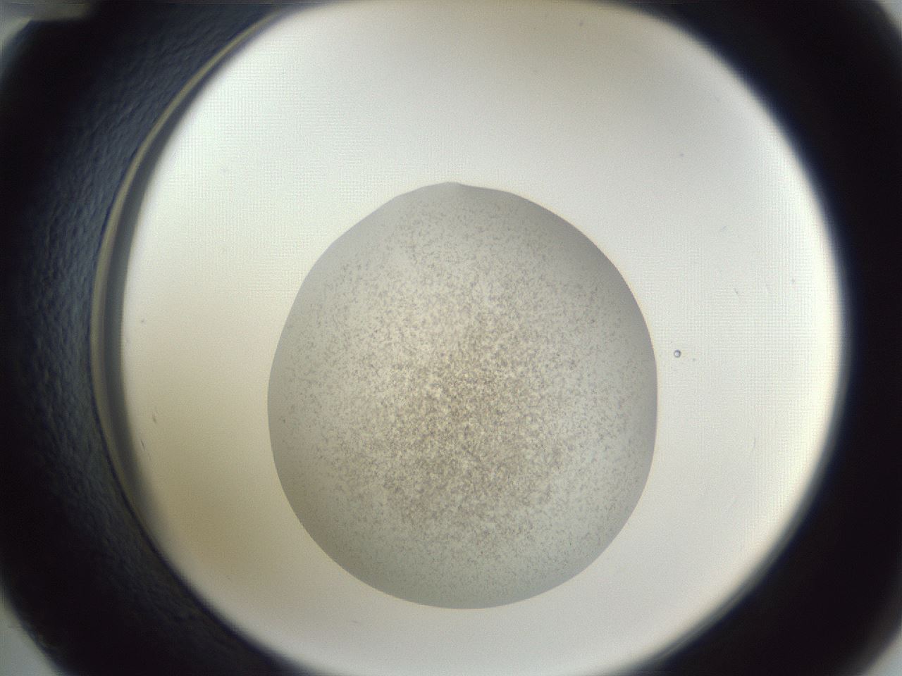 folderID252_plateID1252_batchID3920_wellNum48_profileID1_d2_r72557_ef.jpg