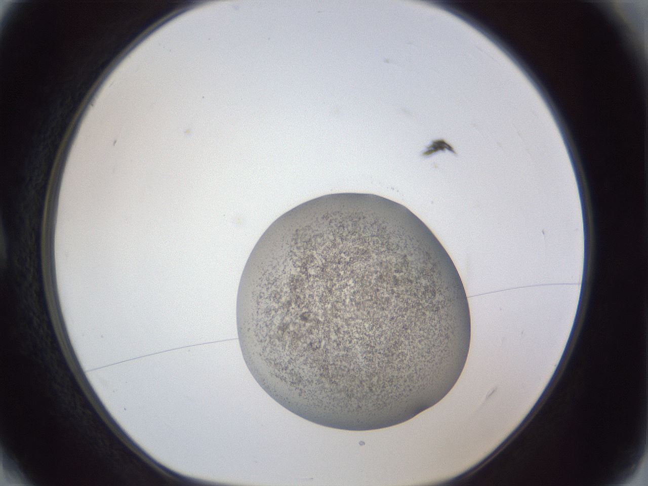 folderID252_plateID1252_batchID3920_wellNum4_profileID1_d1_r72468_ef.jpg