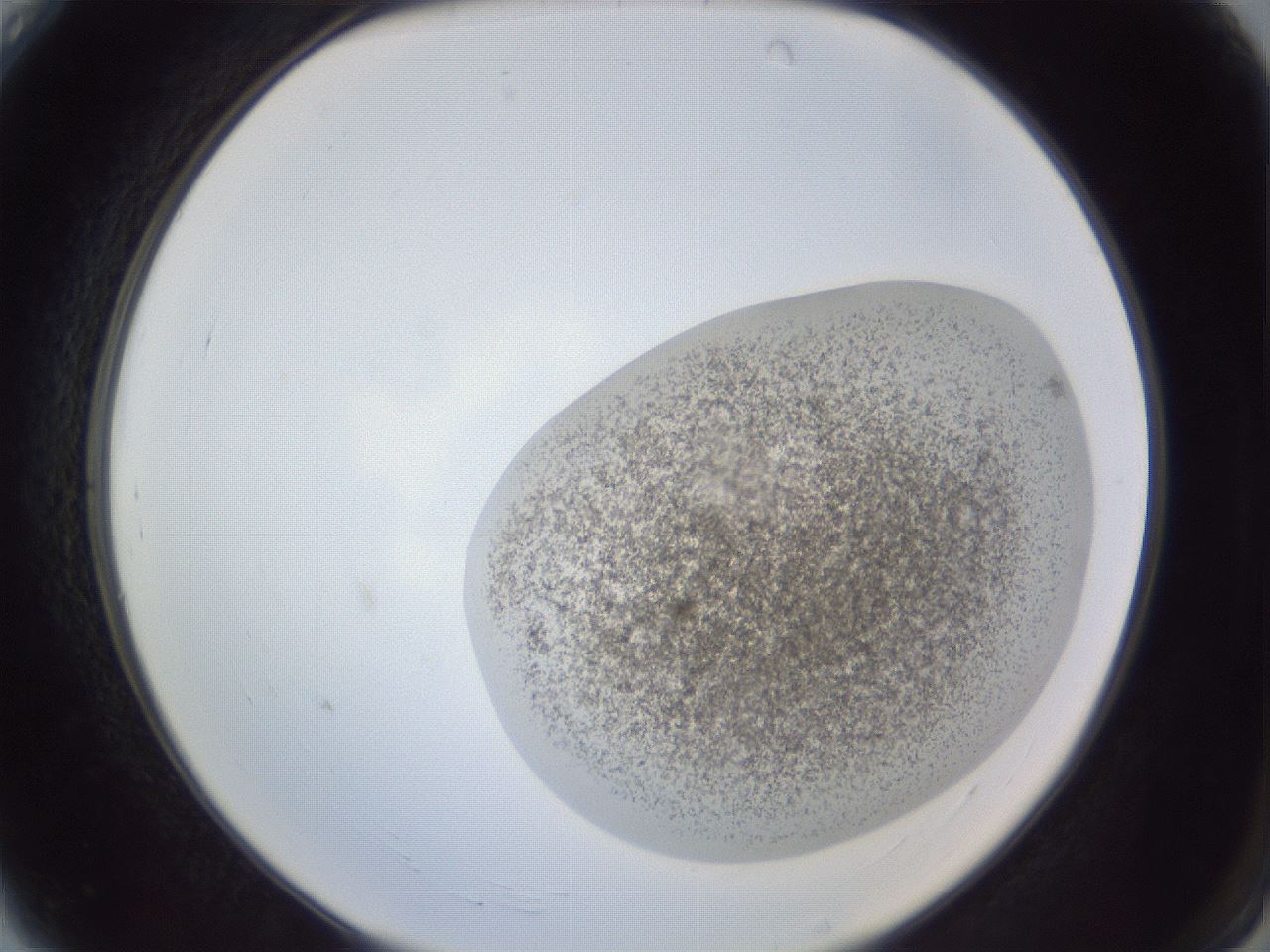 folderID252_plateID1252_batchID3920_wellNum4_profileID1_d2_r72469_ef.jpg