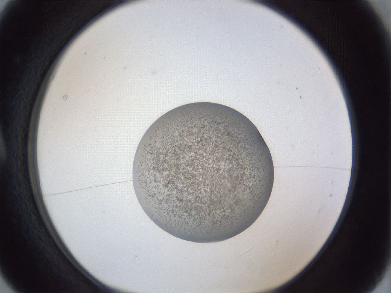 folderID252_plateID1252_batchID3920_wellNum5_profileID1_d1_r72470_ef.jpg