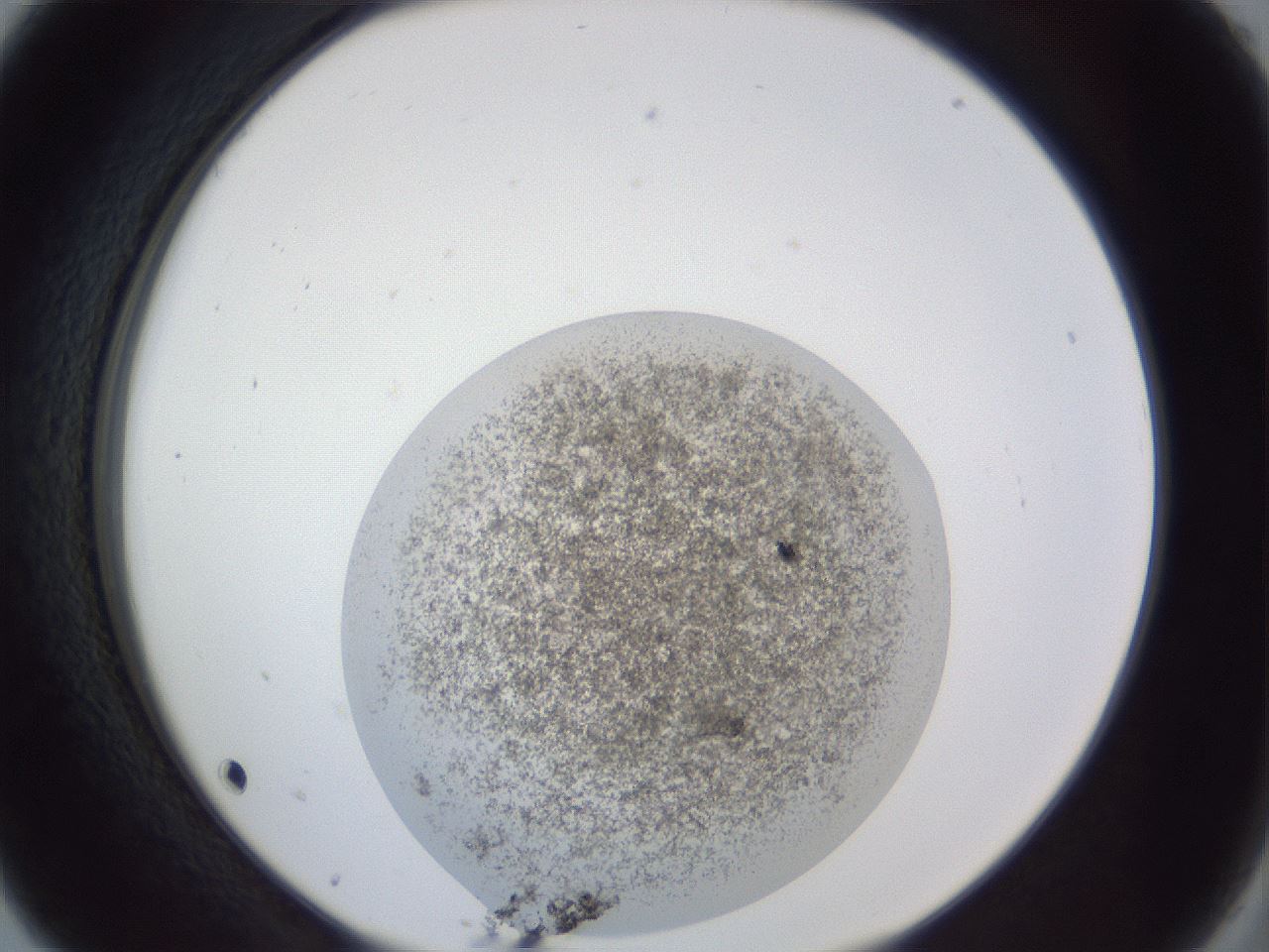 folderID252_plateID1252_batchID3920_wellNum5_profileID1_d2_r72471_ef.jpg