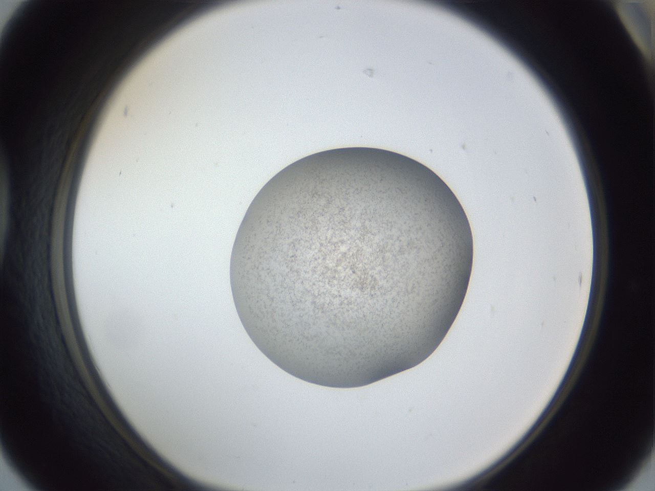 folderID252_plateID1252_batchID3920_wellNum42_profileID1_d1_r72544_ef.jpg