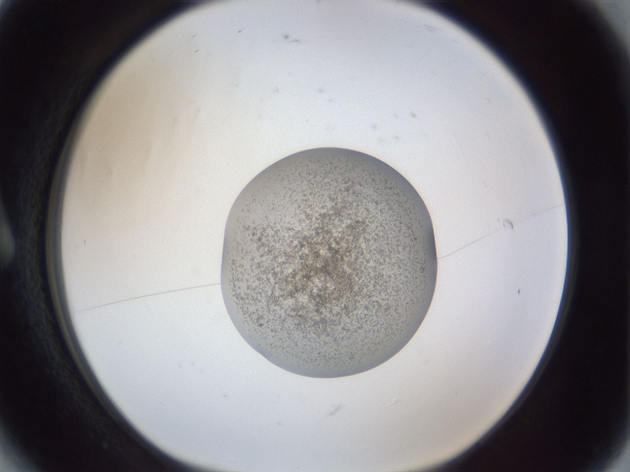 folderID252_plateID1252_batchID3920_wellNum6_profileID1_d1_r72472_ef.jpg
