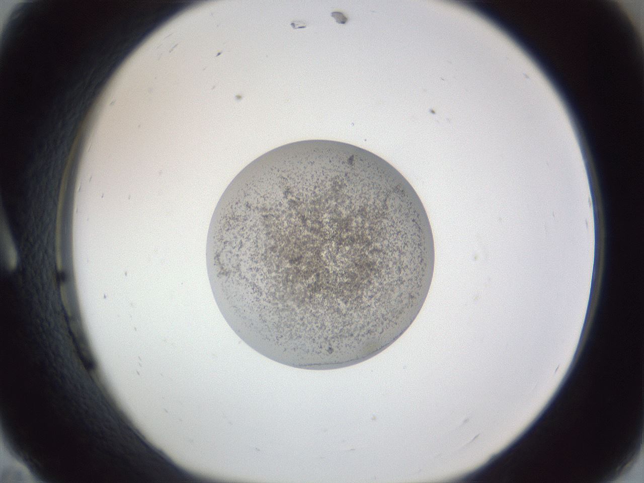 folderID252_plateID1252_batchID3997_wellNum11_profileID1_d1_r72482_ef.jpg