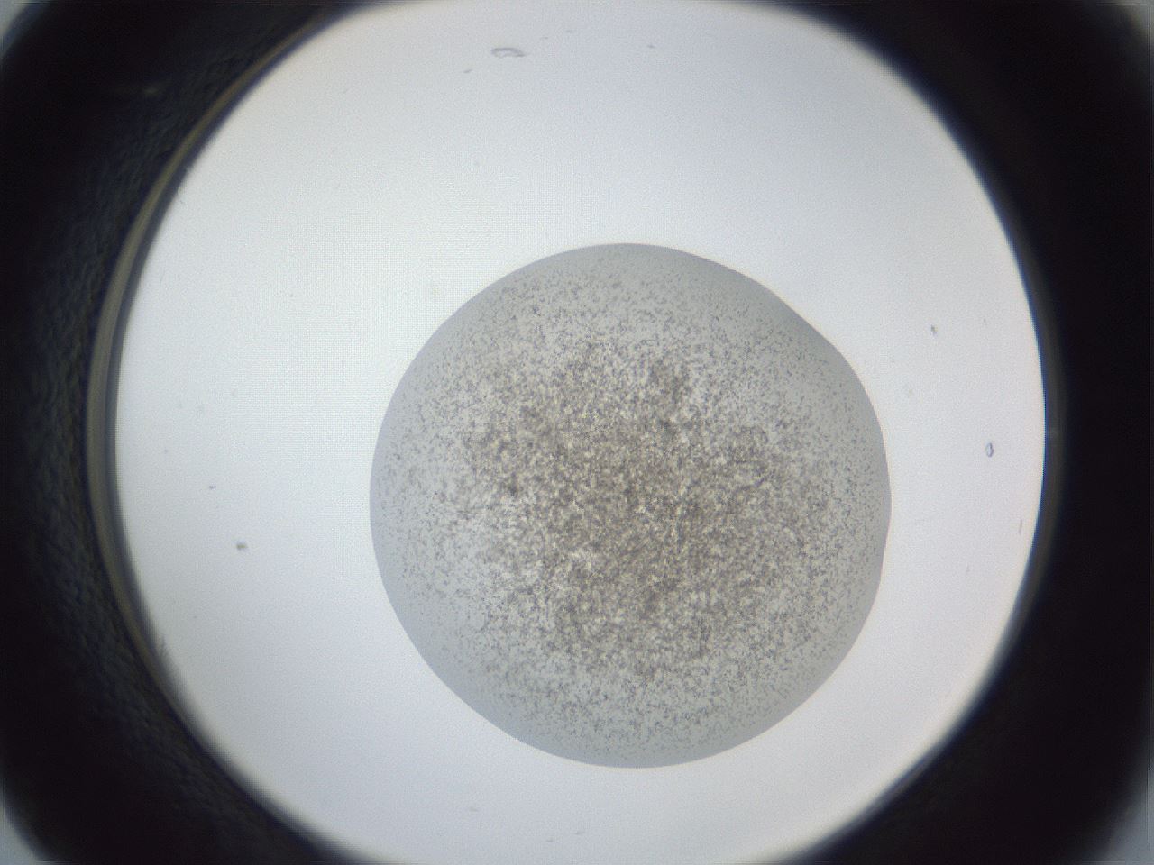 folderID252_plateID1252_batchID3997_wellNum17_profileID1_d2_r72495_ef.jpg