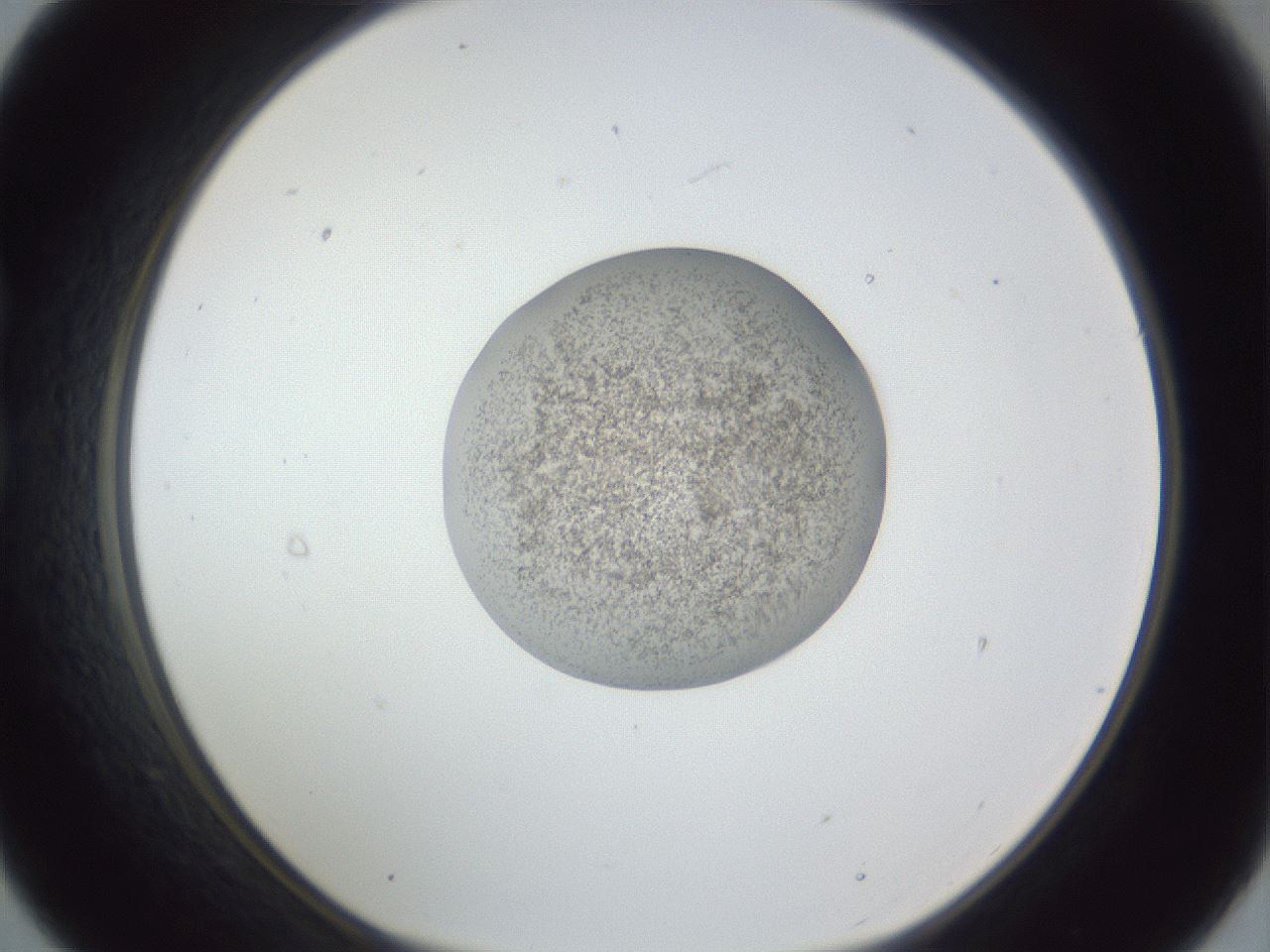 folderID252_plateID1252_batchID3997_wellNum21_profileID1_d1_r72502_ef.jpg