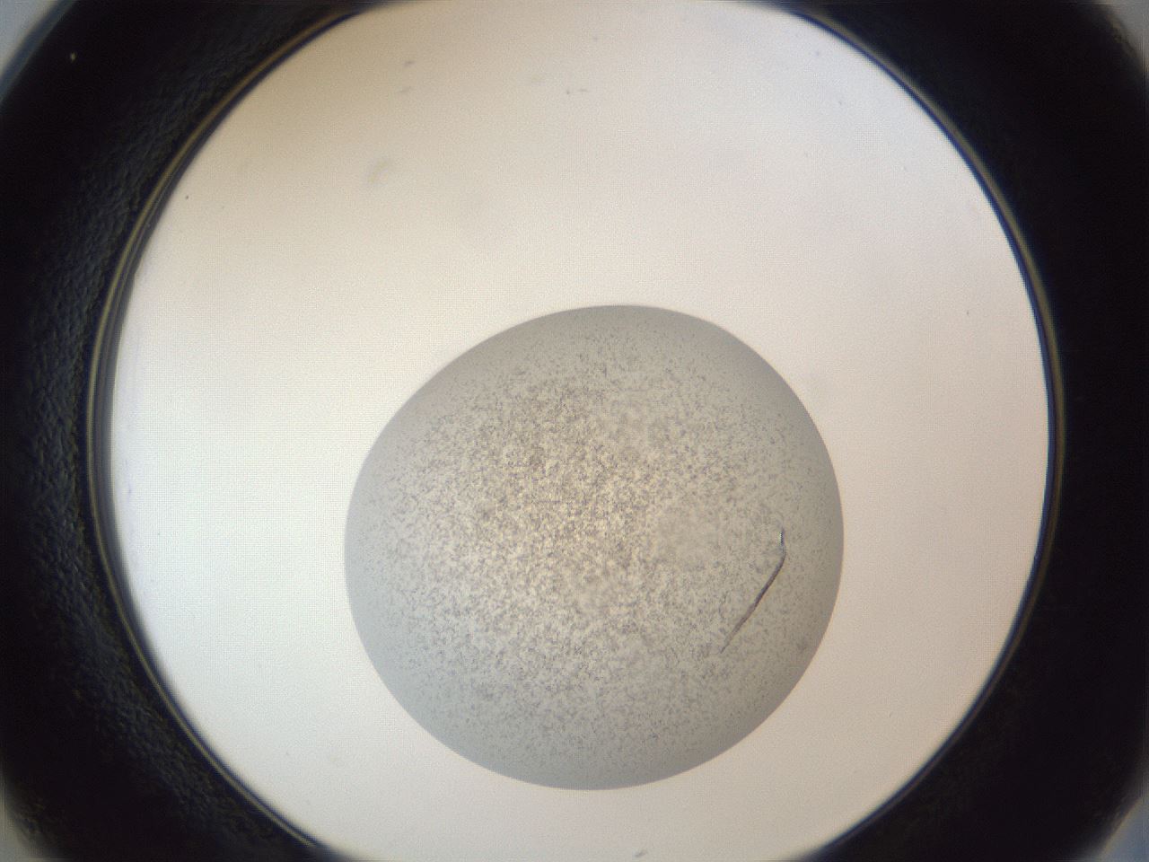 folderID252_plateID1252_batchID3997_wellNum25_profileID1_d2_r72511_ef.jpg