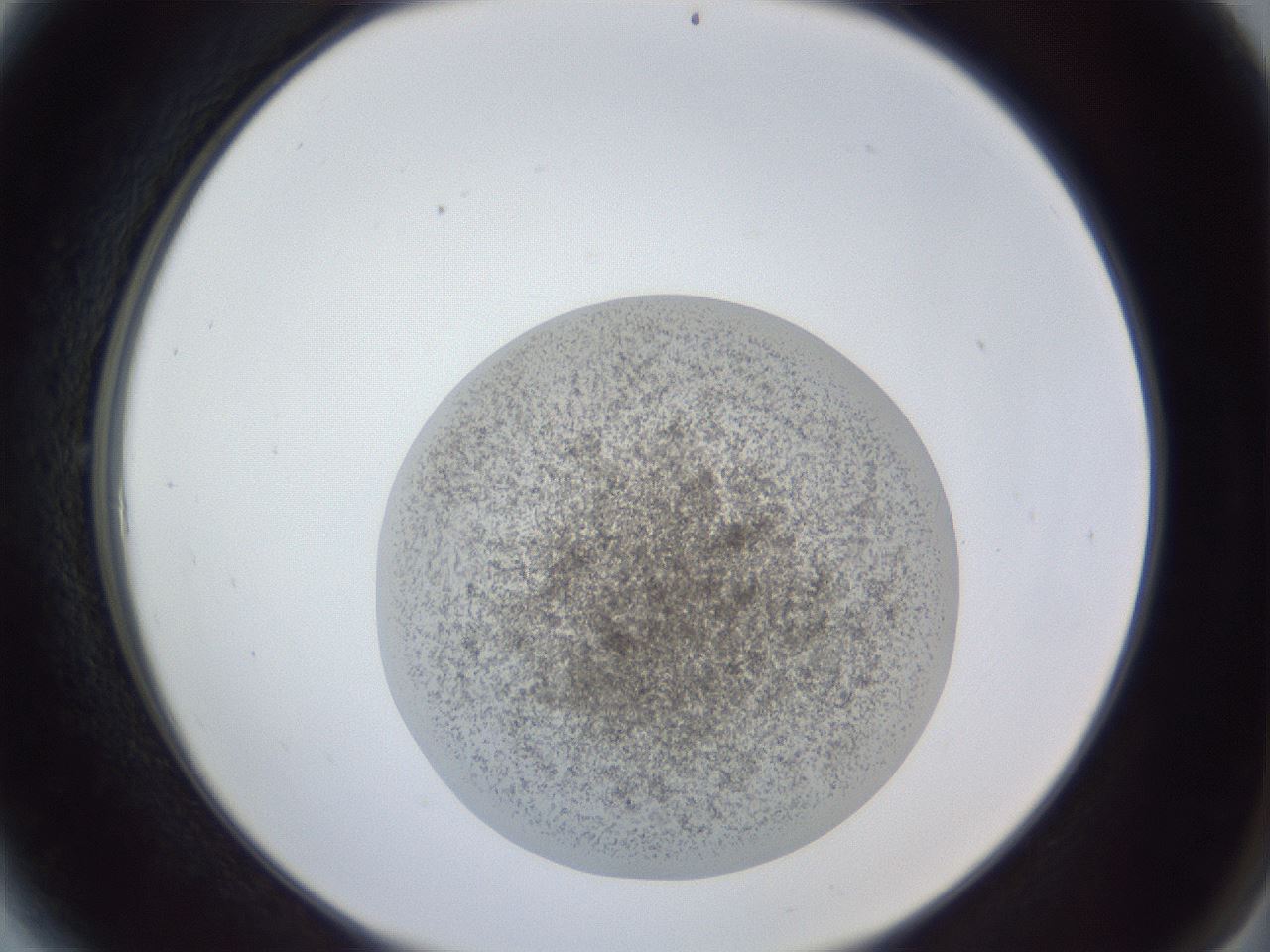 folderID252_plateID1252_batchID3920_wellNum6_profileID1_d2_r72473_ef.jpg